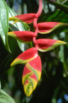 AM: 09952 Heliconia caribaea