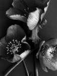 AM: 00061 Hellebores