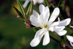 AM: 00013 Magnolia stellata