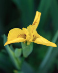 AM: 00250 Iris pseudocorus (Flag Iris)