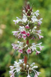 AM: 03333 Morina longifolia