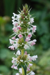 AM: 03337 Morina longifolia