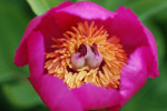 AM: 07735 Paeonia mascula ssp. arietina