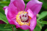 AM: 07740 Paeonia mascula ssp. arietina