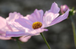 AM: 00005 Cosmos bipinnatus