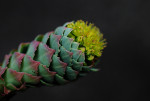 AM: 00070 Sedum flower