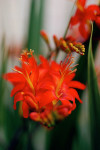 AM: 00072 Crocosmia