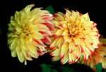 AM: 00141 Dahlia