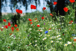 AM: 00146 Poppies (Wildflower meadow)