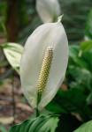 AM: 00177 Spathiphyllum floribundum (Peace lily)