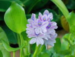 AM: 00193 Eichhornia crassipes (Water hyacinth)