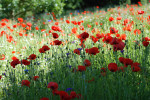 AM: 00227 Poppies (Wildflower meadow)