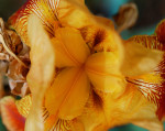 AM: 00272 Gold Bearded Iris