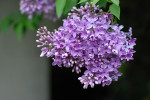 AM: 00295 Syringa (Lilac)