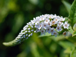 AM: 02264 Lysimachia clethroides