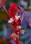 AM: 02589 Ricinus communis 'Carmencita'