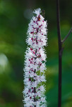 AM: 03179 Actaea simplex Atropurpurea Group 'James Compton'