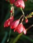 AM: 03600 Schizostylis coccinea