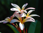 AM: 05401 Plumeria (Frangipani)