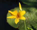 AM: 05568 Hemerocallis (Day lily)