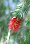 AM: 05576 Callistemon (Bottle brush)