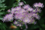 AM: 07750 Thalictrum aquilegiifolium (Meadow rue)