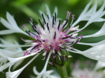 AM: 08074 Centaurea 'Amethyst in Snow'