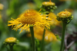 AM: 09900 Doronicum (Leopard's bane)