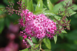 AM: 09913 Filipendula purpurea (Purple meadowsweet)