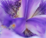 AM: 80032 Purple Bearded Iris