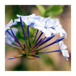 AM: 00029 Plumbago auriculata (Cape leadwort)