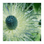 AM: 00128 Eryngium