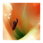 AM: 00378 Gladiolus