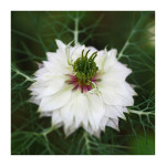 AM: 09220 Nigella Damascene